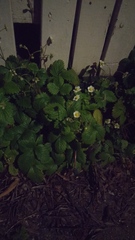 Fragaria × ananassa