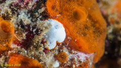 Goniobranchus albonares