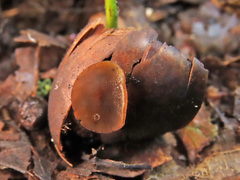 Ciboria batschiana