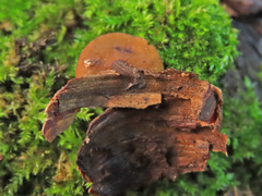 Ciboria batschiana