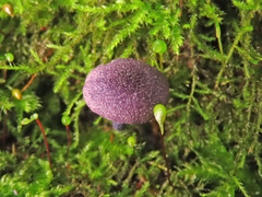 Entoloma callichroum