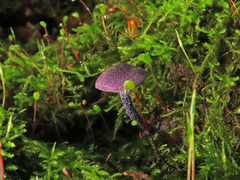 Entoloma callichroum