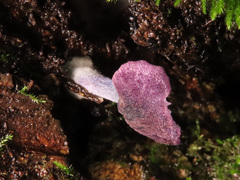 Entoloma callichroum