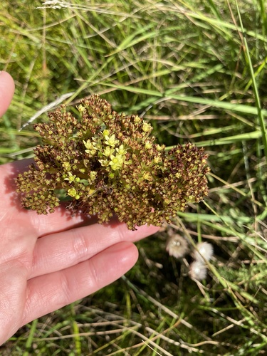 Crassula vaginata
