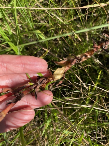 Crassula vaginata