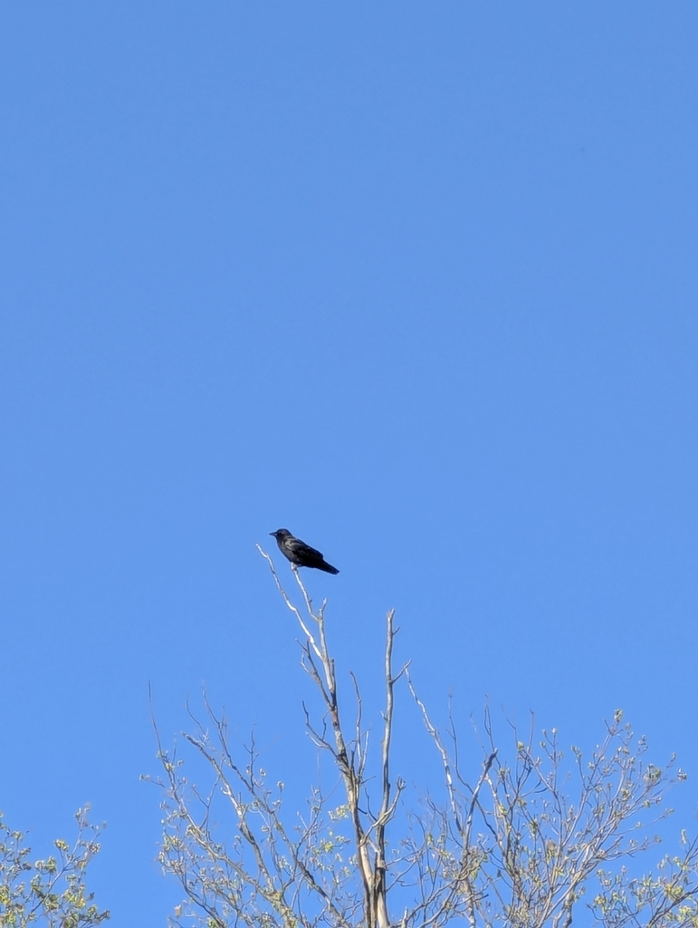 Eastern Crow