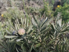 Leucospermum tomentosum