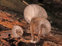 Hydropus marginellus