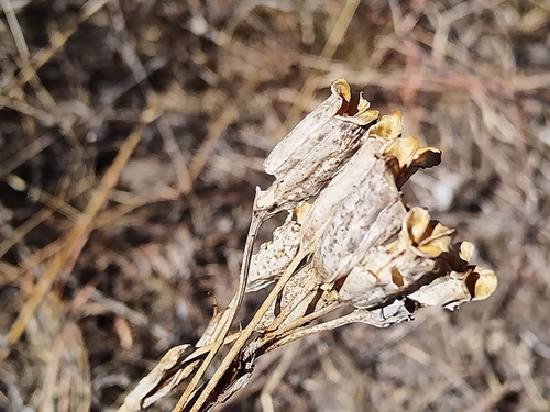 Tigridia vanhouttei, photograph 2