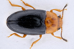 Triplax thoracica