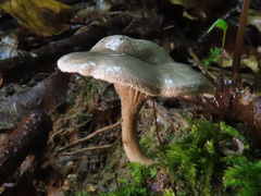 Entoloma undatum