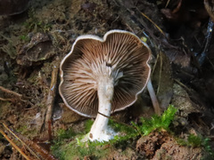 Entoloma undatum