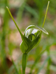 Pterostylis lustra