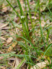 Pterostylis lustra