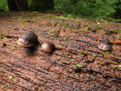 Resupinatus trichotis