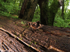 Resupinatus trichotis