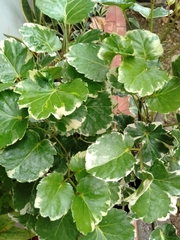 Polyscias guilfoylei