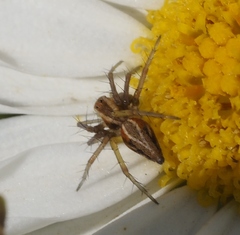 Oxyopes amoenus