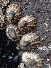 Cellana ornata