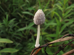 Coprinopsis friesii