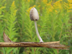 Coprinopsis friesii