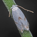 Mint Bent-Wing - Photo (c) Felix Riegel, some rights reserved (CC BY-NC), uploaded by Felix Riegel