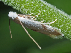 Pseudopostega crepusculella