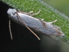 Pseudopostega crepusculella
