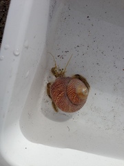 Pagurus novizealandiae