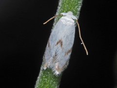Pseudopostega crepusculella
