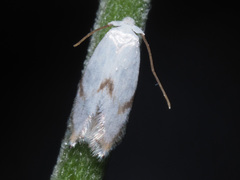Pseudopostega crepusculella