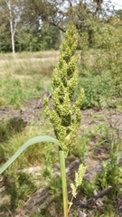 Echinochloa muricata microstachya