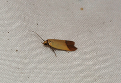 Tachystola stenoptera