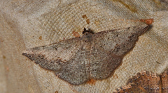 Taxeotis perlinearia