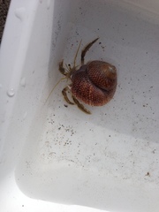 Pagurus novizealandiae