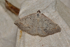 Taxeotis perlinearia