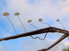Marasmius limosus