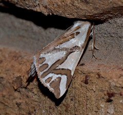 Thalaina inscripta