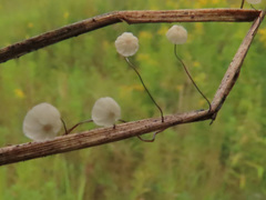 Marasmius limosus