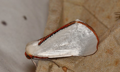 Thalaina selenaea