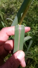 Echinochloa muricata microstachya