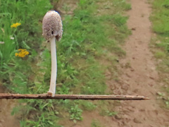 Coprinopsis friesii