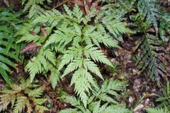 Loxsoma cunninghamii