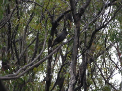 Strepera versicolor melanoptera