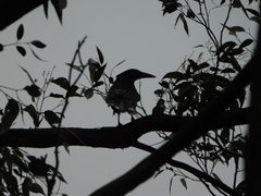 Strepera versicolor melanoptera