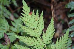 Loxsoma cunninghamii