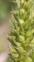 Echinochloa muricata microstachya