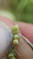 Echinochloa muricata microstachya