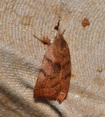 Tortricopsis euryphanella