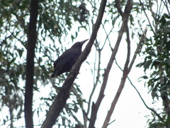 Strepera versicolor melanoptera